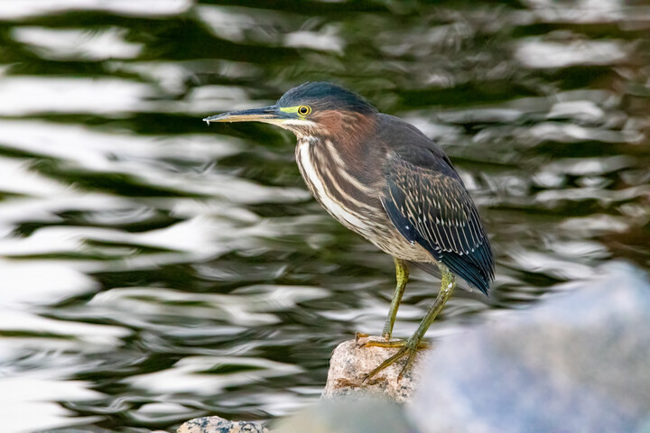 Green Heron